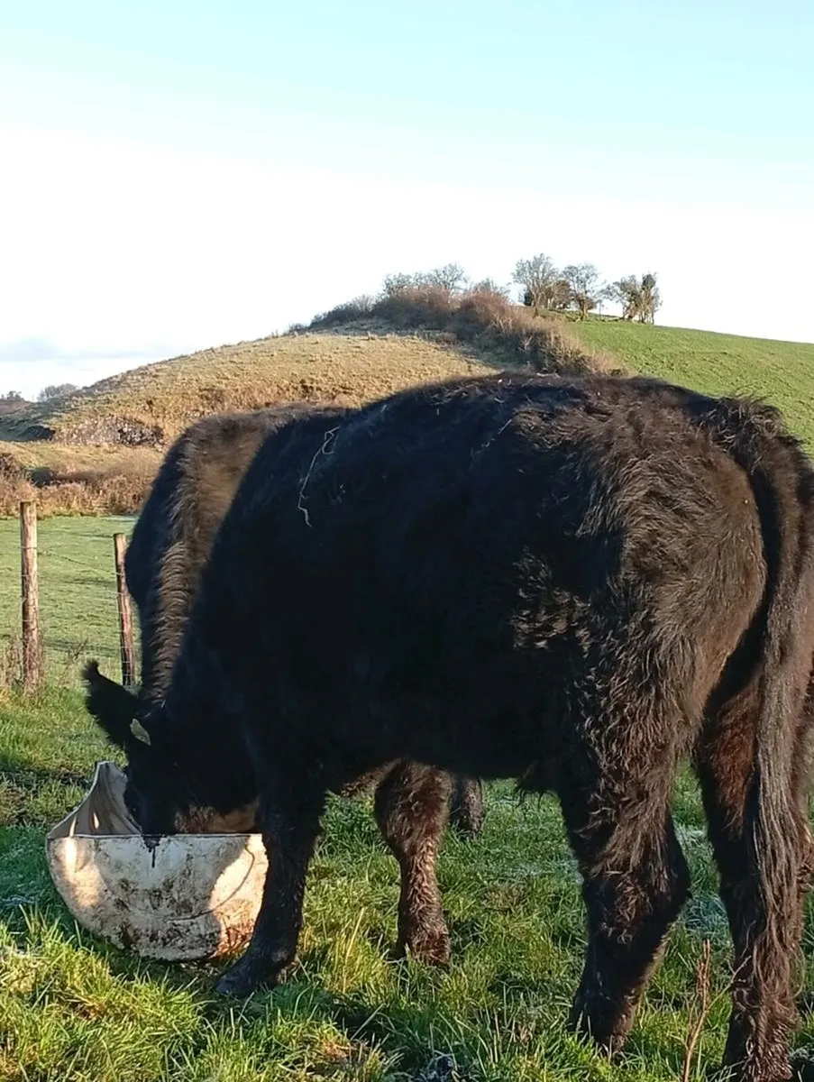 Black Bullocks - Image 3