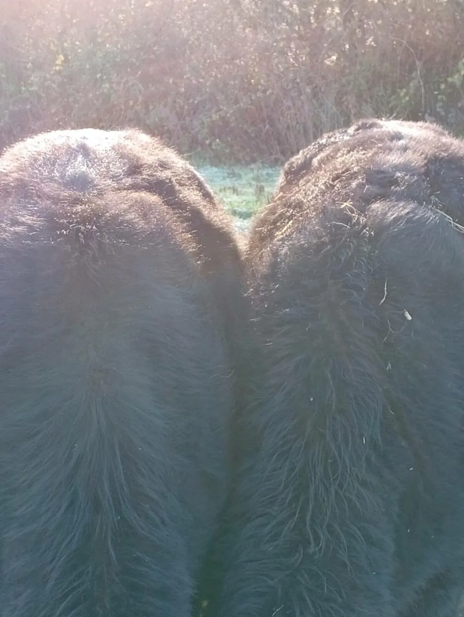 Black Bullocks - Image 4