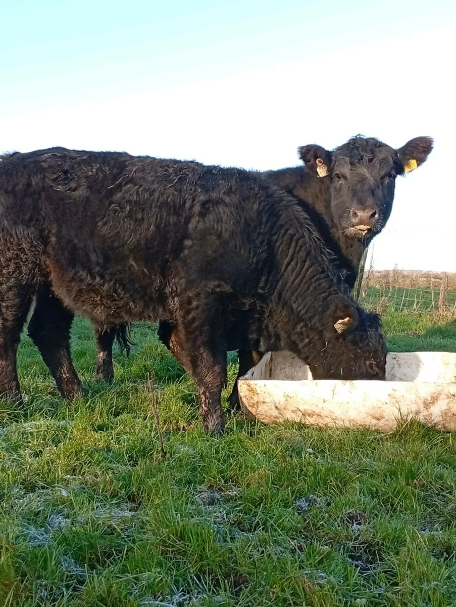 Black Bullocks - Image 1