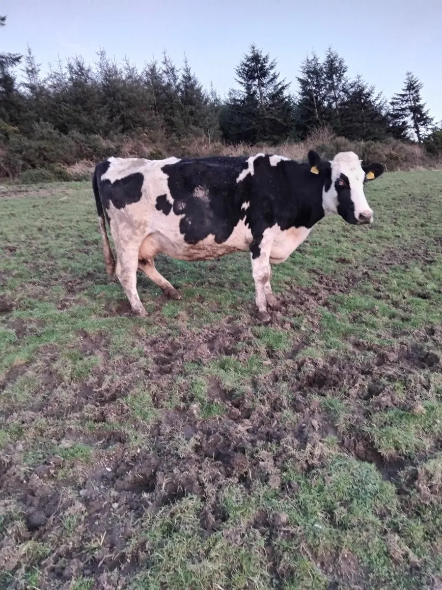 British freisian cow in calf - Image 2
