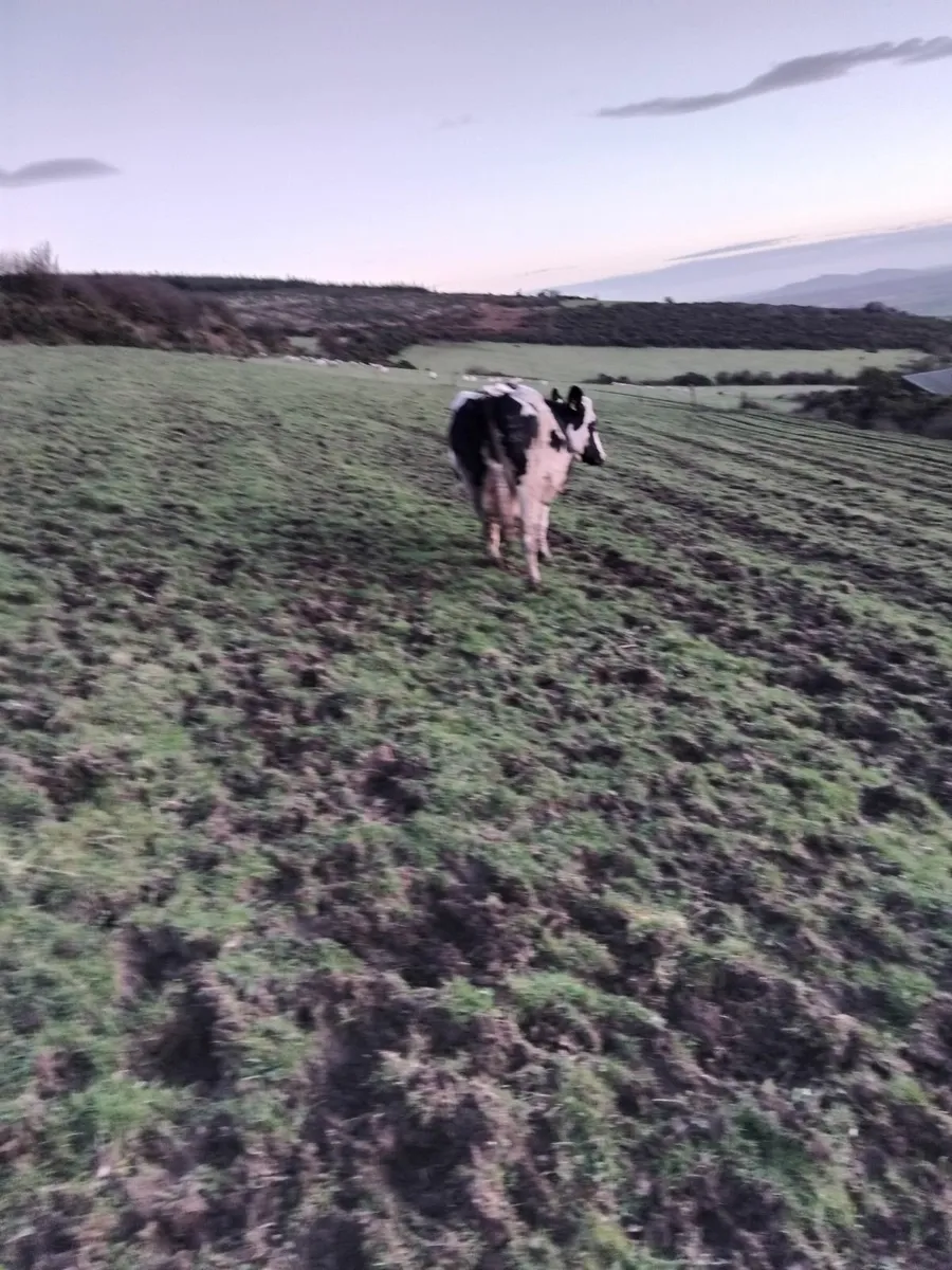 British freisian cow in calf - Image 3