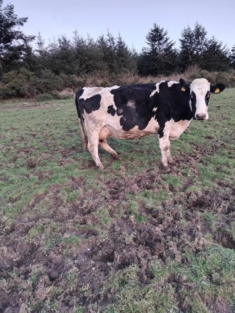 British freisian cow in calf - Image 4