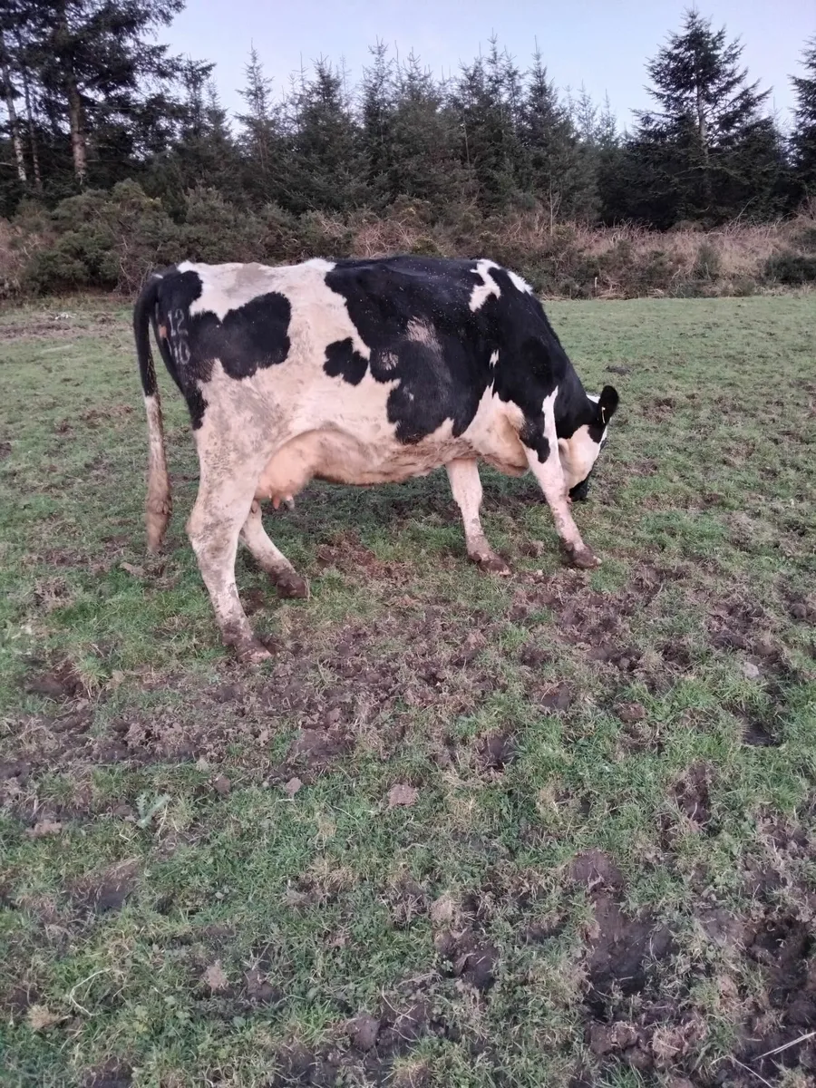 British freisian cow in calf - Image 1
