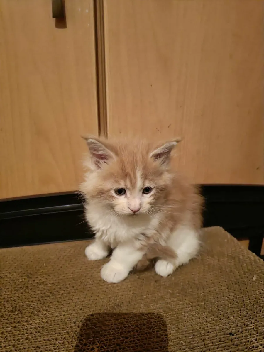 Maine Coon kitten registered with the WSFfor sale - Image 4