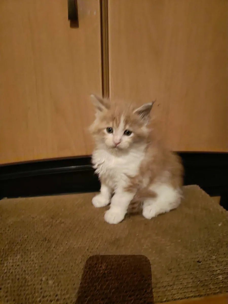 Maine Coon kitten registered with the WSFfor sale - Image 1
