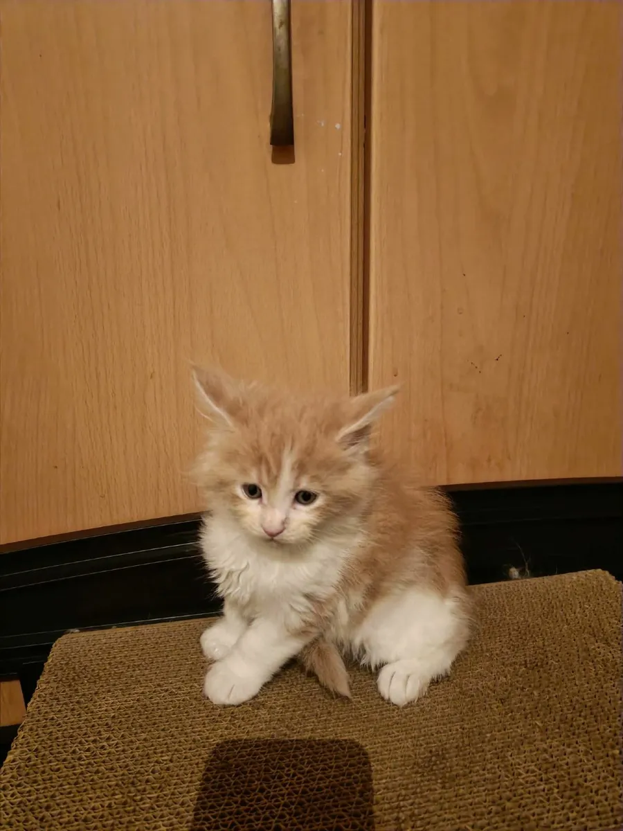 Maine Coon kitten registered with the WSFfor sale - Image 2