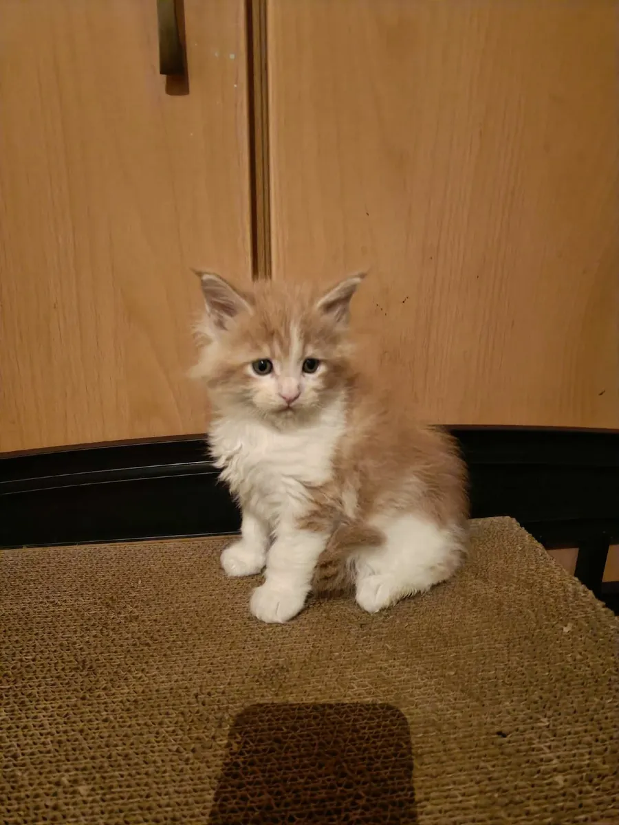 Maine Coon kitten registered with the WSFfor sale - Image 3