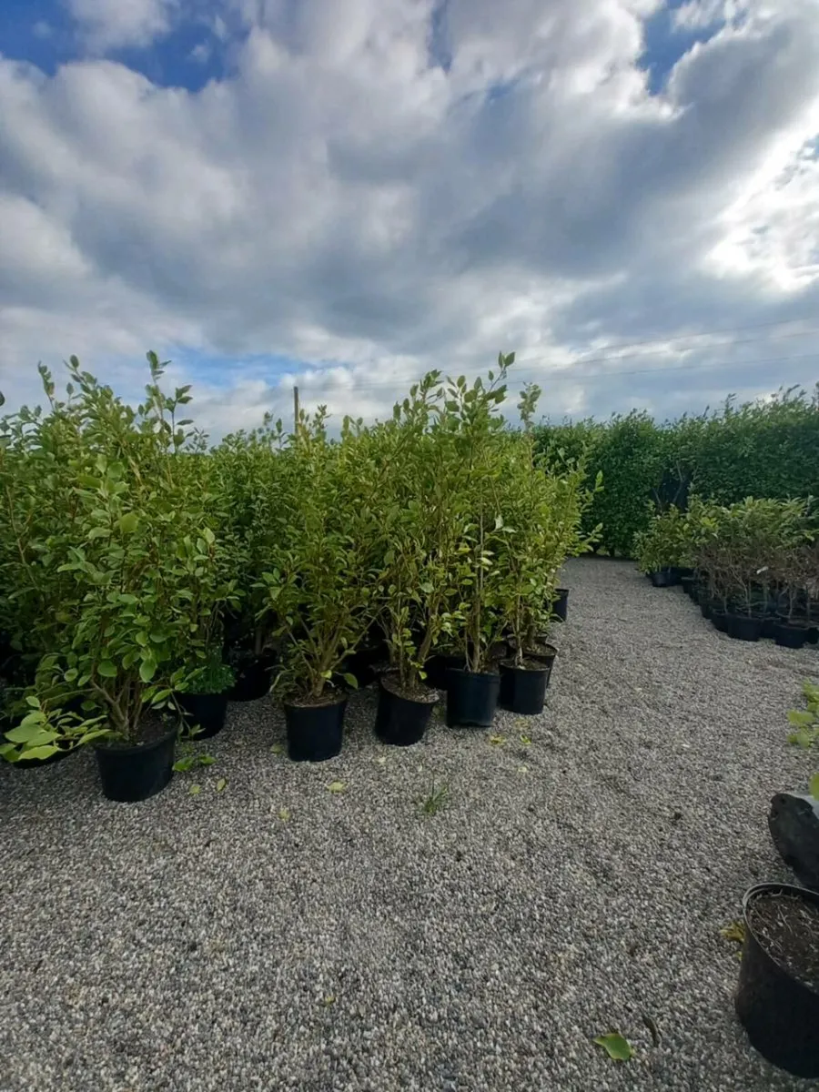 Hedging plants - Image 4