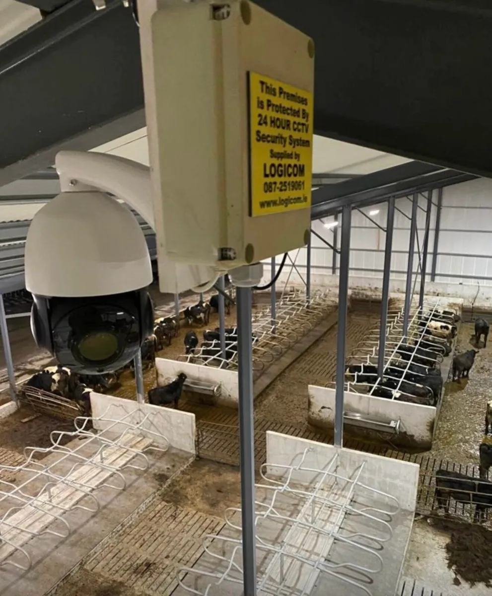 Cow Calving Camera - Image 1