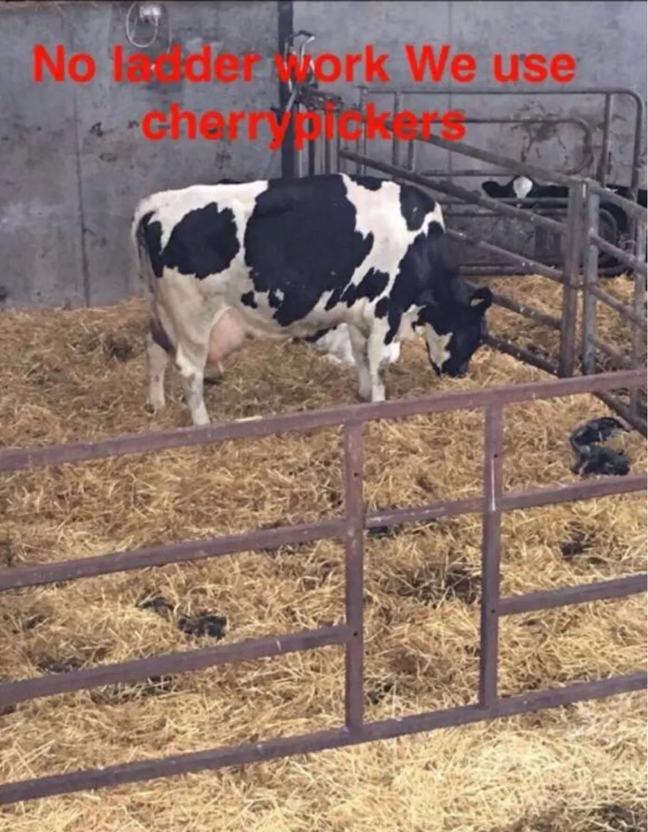 Cow Calving Camera - Image 4