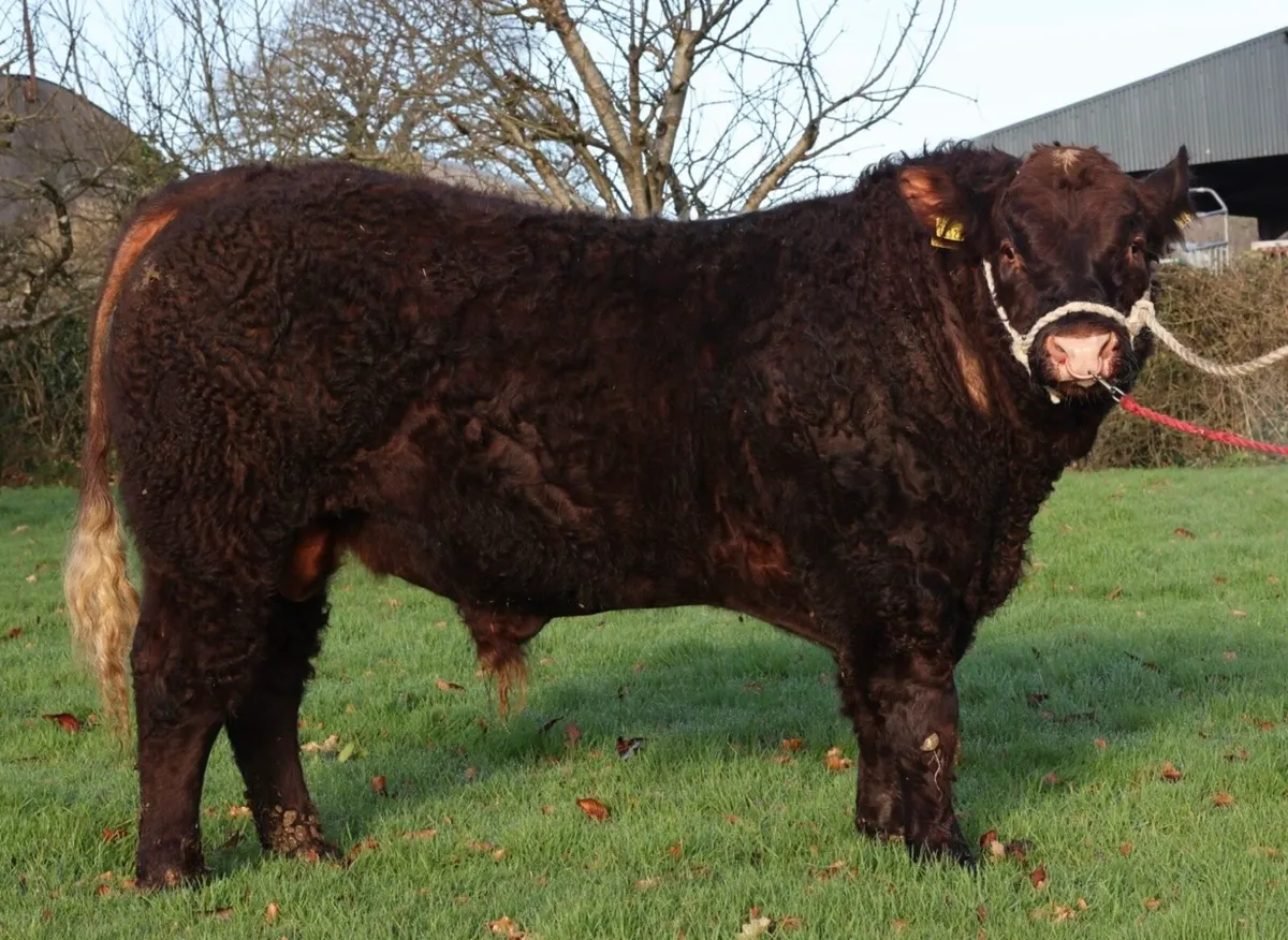 Saler Bull - Image 1