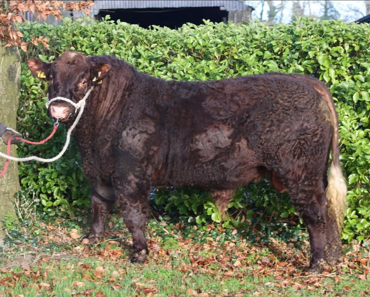 Saler Bull - Image 2