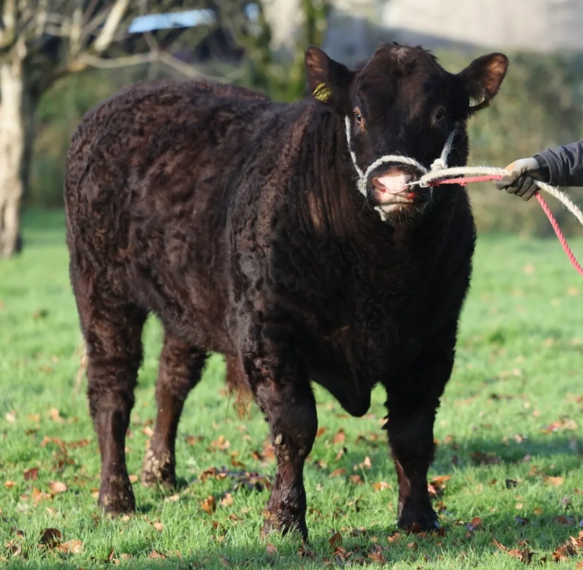 Saler Bull - Image 3