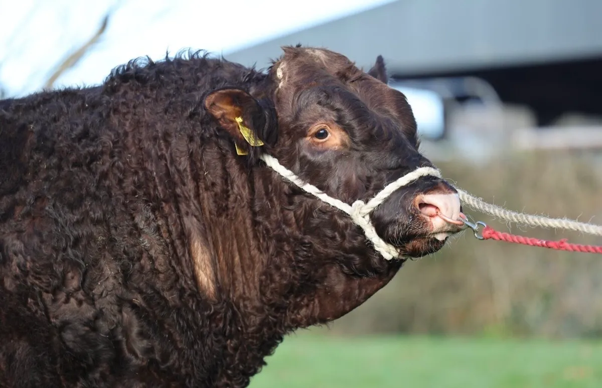 Saler Bull - Image 1