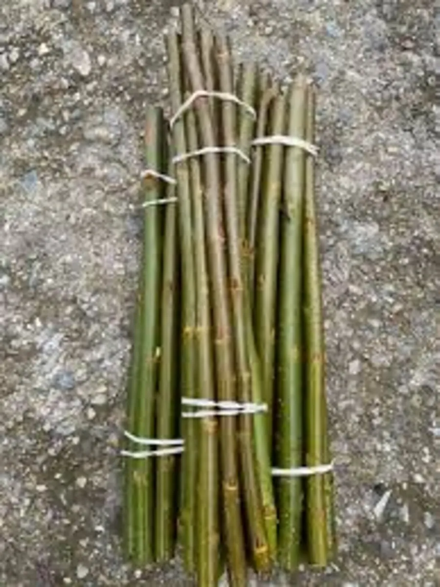 Willow cuttings - Image 1