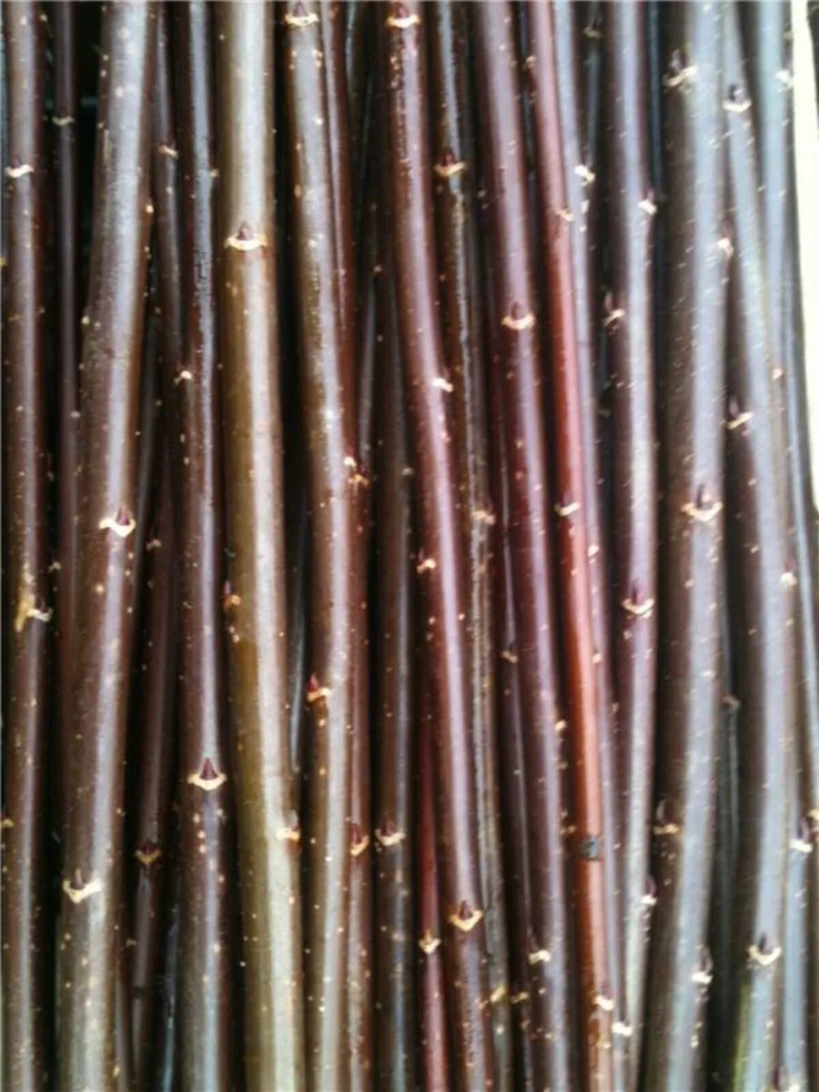 Willow cuttings - Image 3