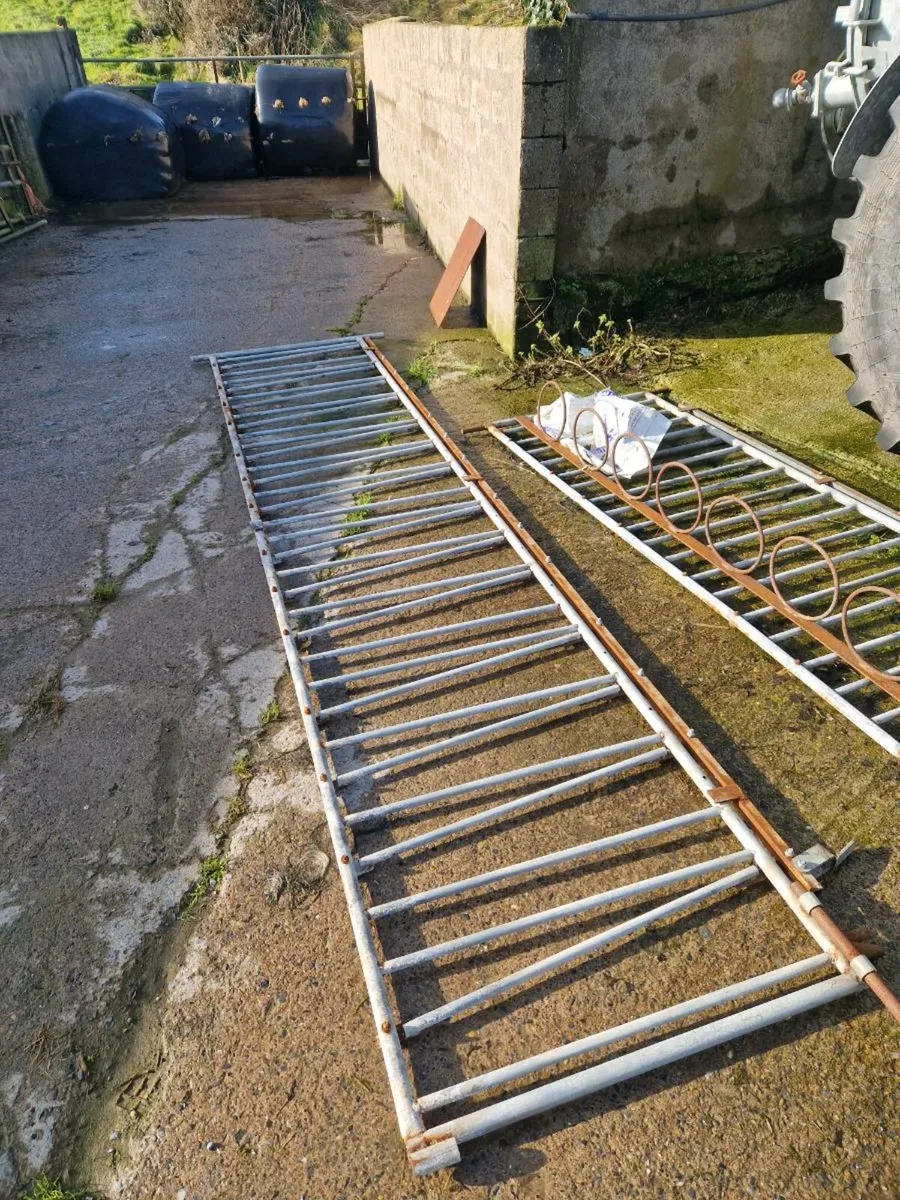 Calf headlocking gates - Image 2