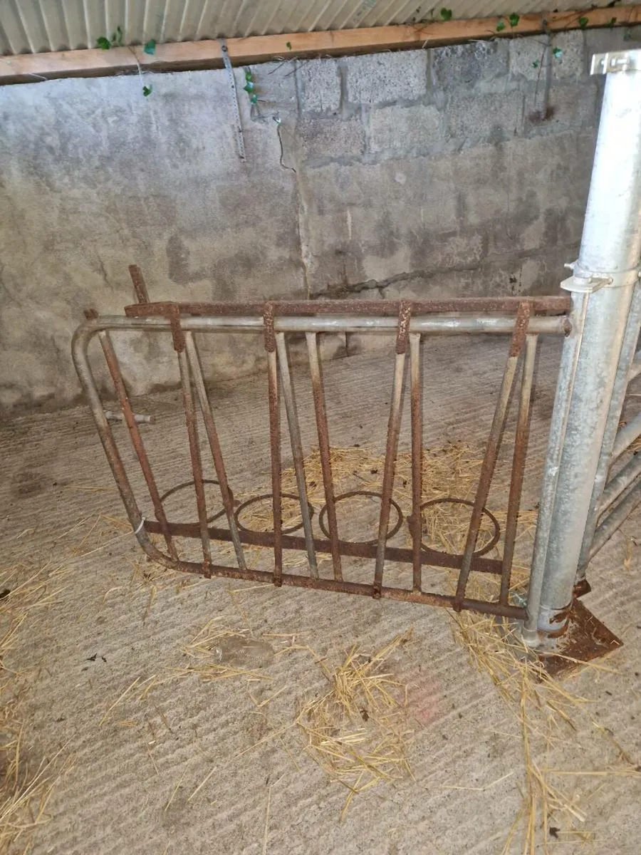 Calf headlocking gates - Image 3