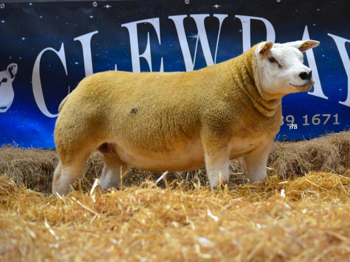 Carrick Christmas Belles sale 29th - Image 2