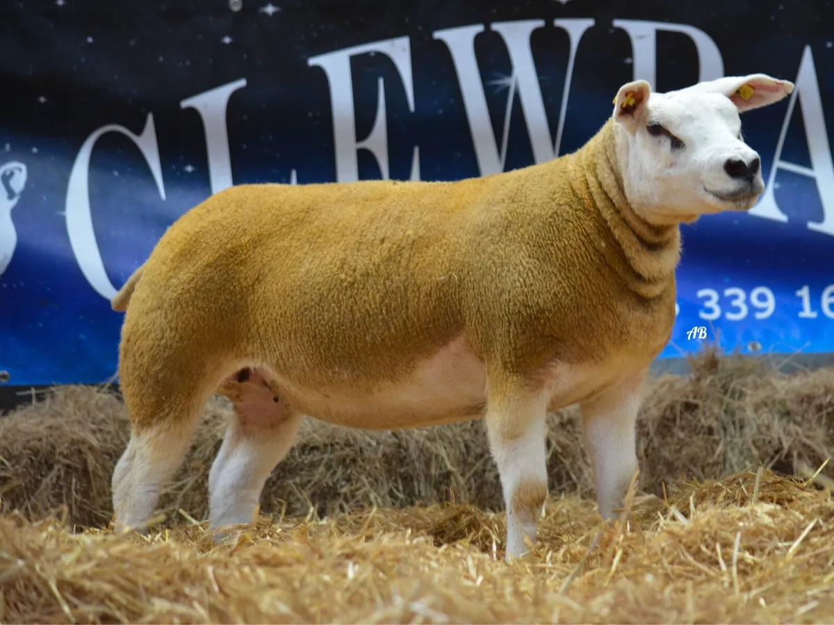 Carrick Christmas Belles sale 29th - Image 3