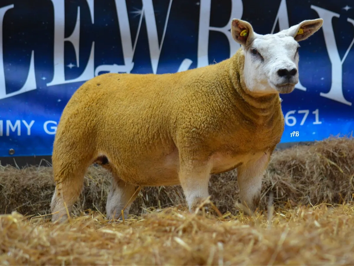 Carrick Christmas Belles sale 29th - Image 4