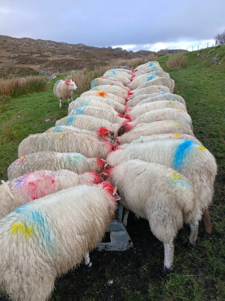 Ewe Lambs - Image 1