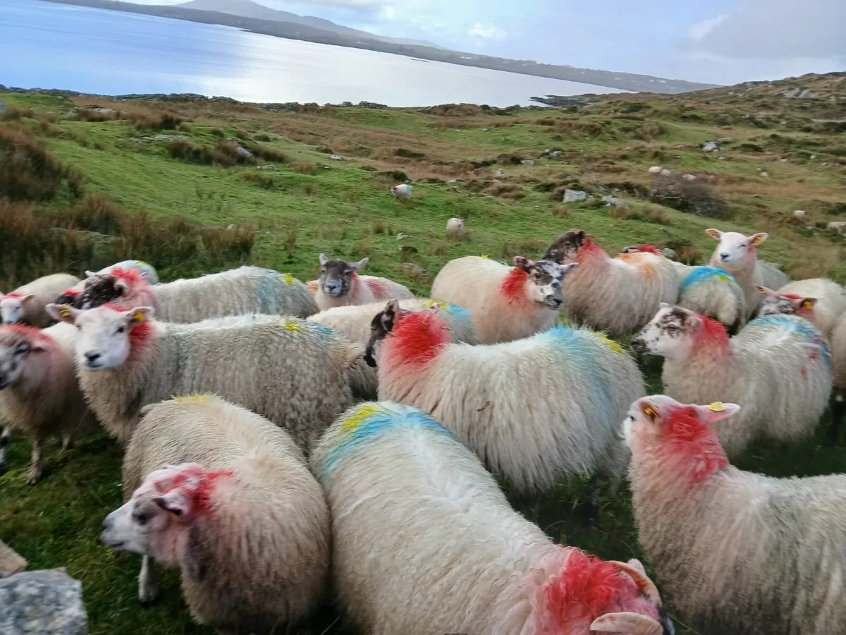 Ewe Lambs - Image 4