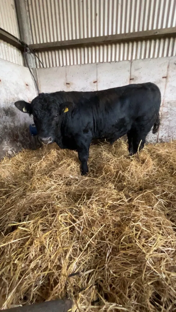Purebred Aberdeen Angus Bull 22 months old - Image 2