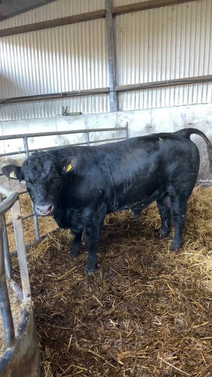 Purebred Aberdeen Angus Bull 22 months old - Image 4