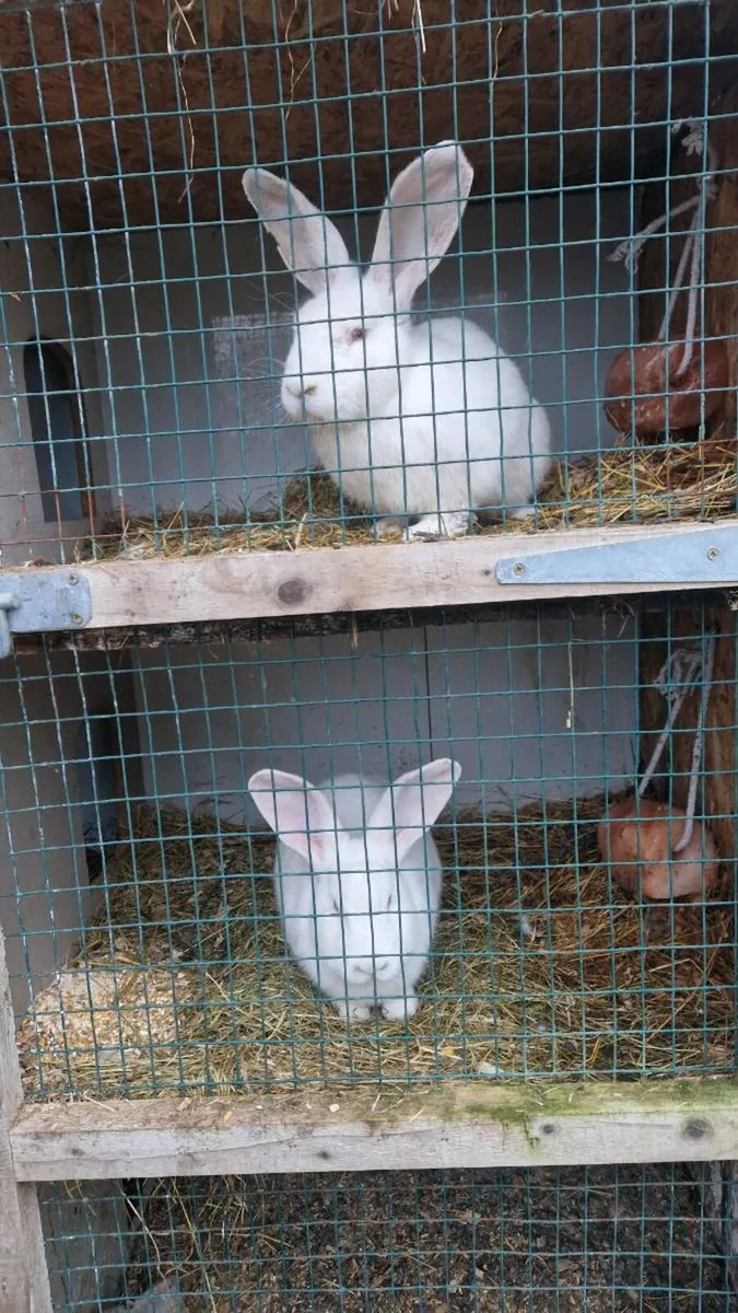 Rabbits - Image 1