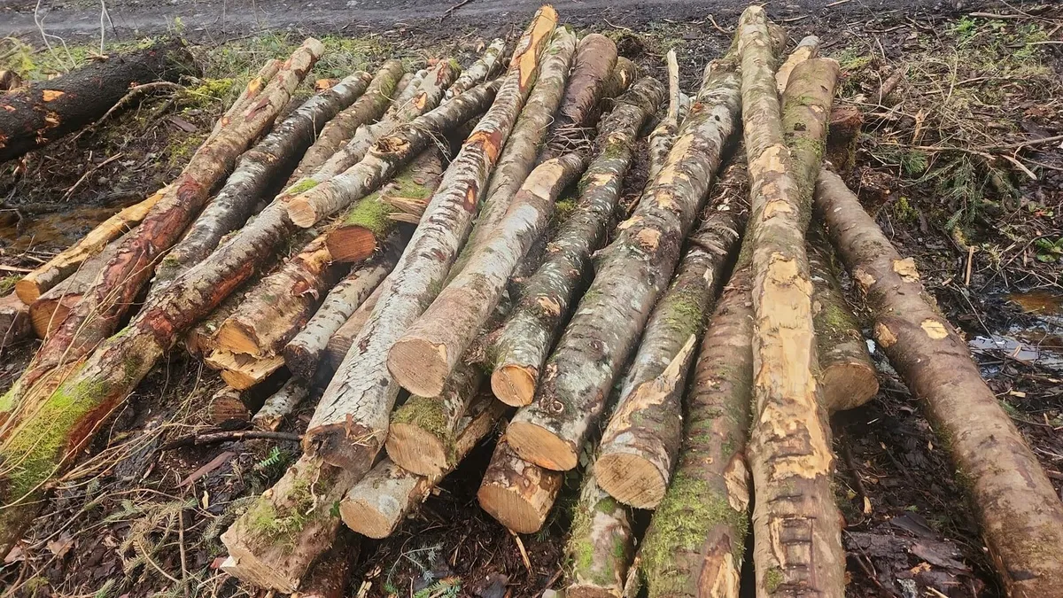 Timber for sale - Image 2