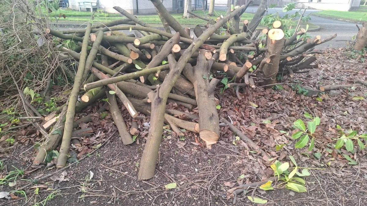 Firewood - Image 2