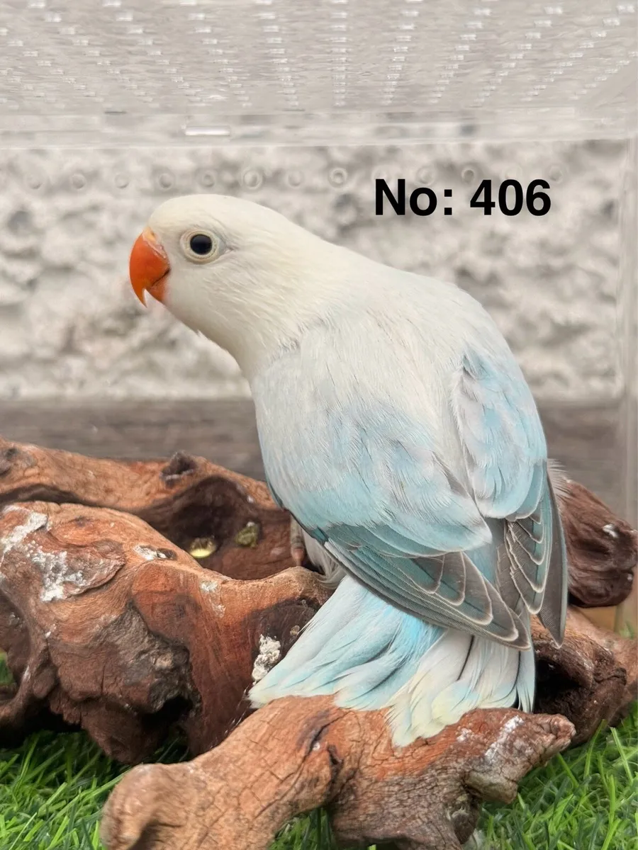 Fischer Lovebirds for new home - Image 1