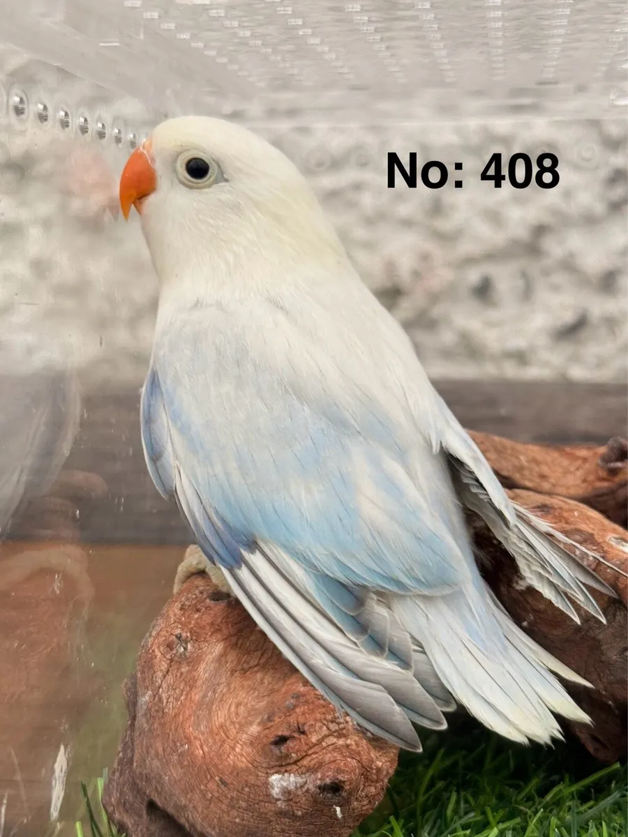 Fischer Lovebirds for new home - Image 2