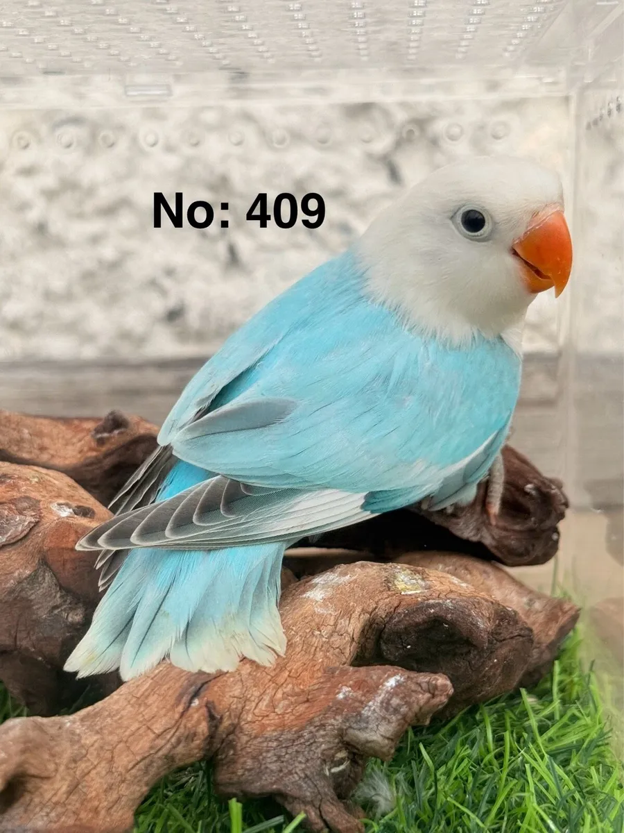 Fischer Lovebirds for new home - Image 3