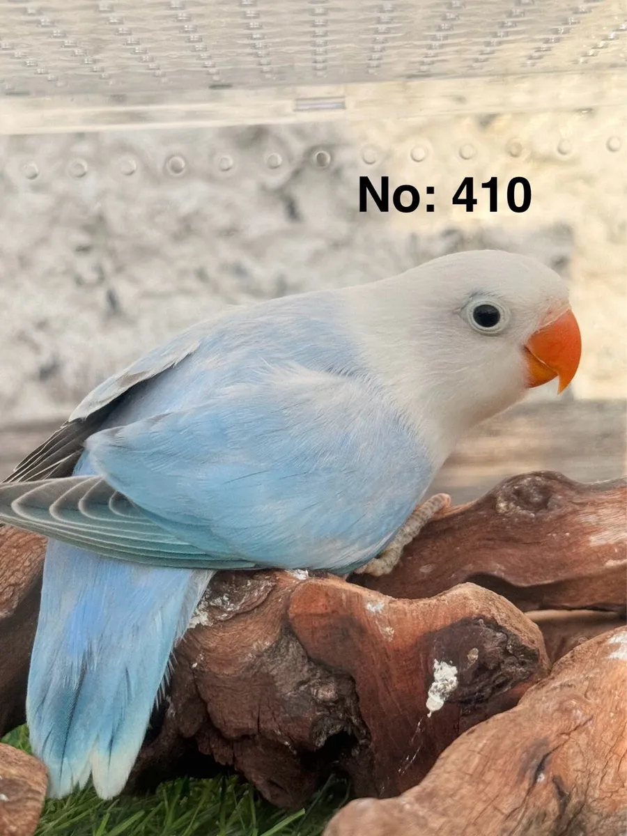 Fischer Lovebirds for new home - Image 4