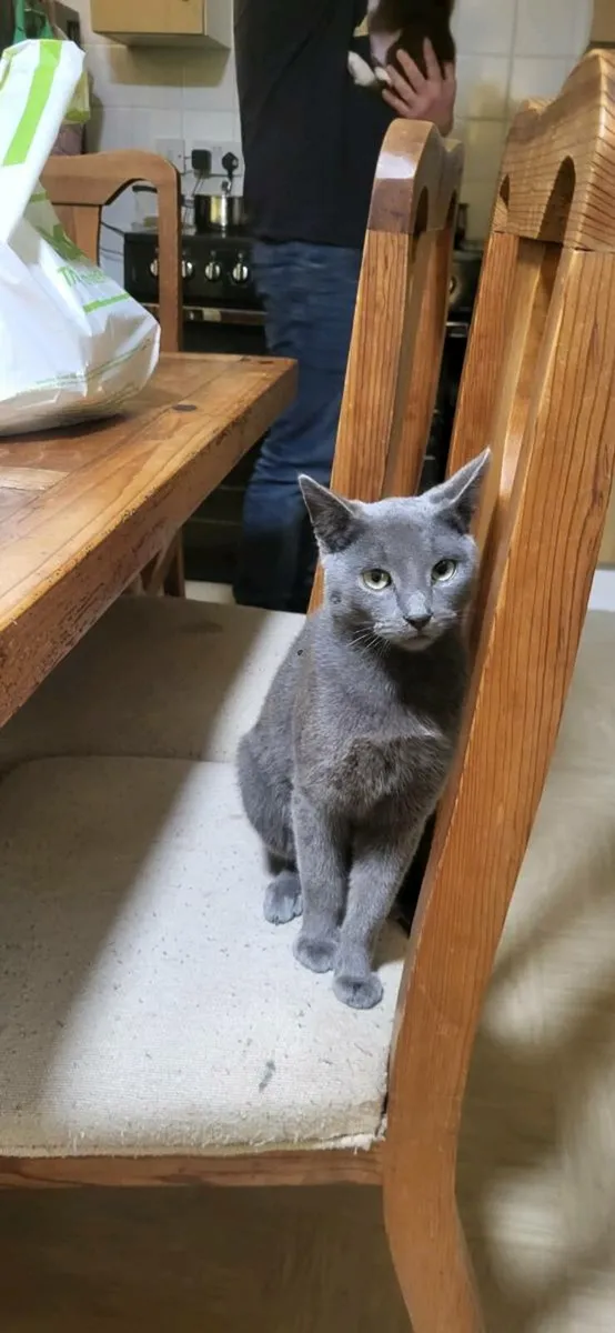 Blue male cat 6 months old - Image 1