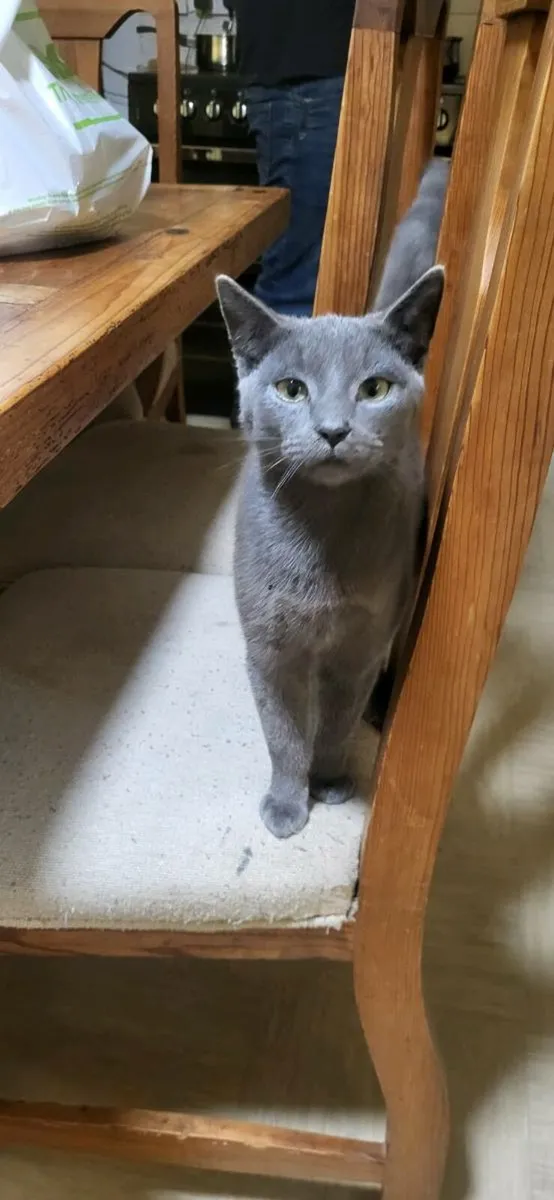 Blue male cat 6 months old - Image 2