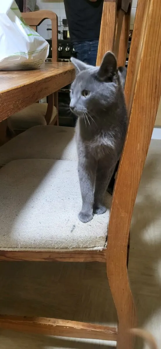 Blue male cat 6 months old - Image 3