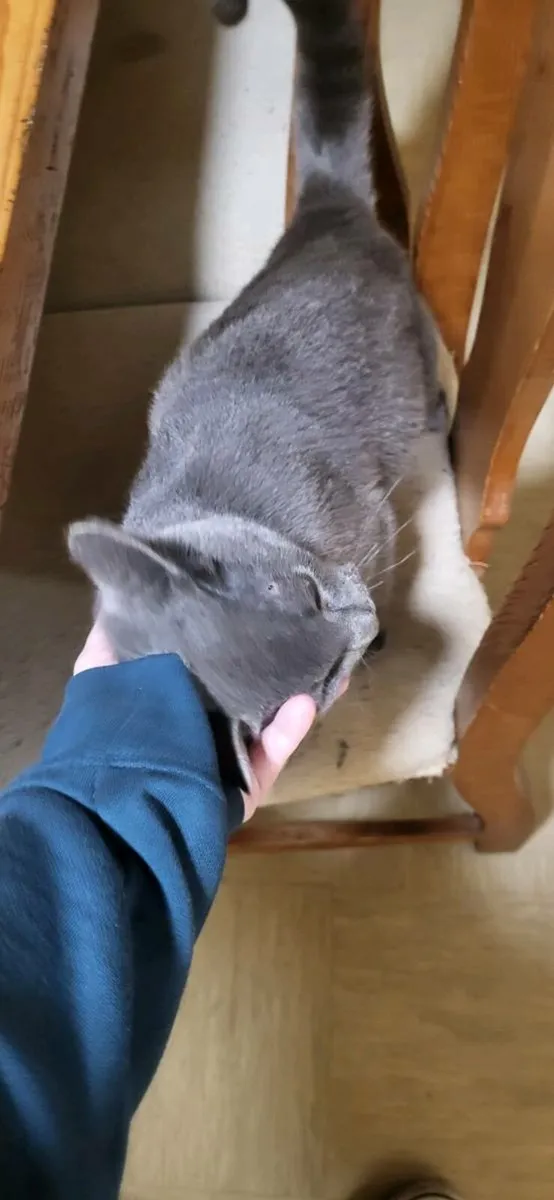 Blue male cat 6 months old - Image 4