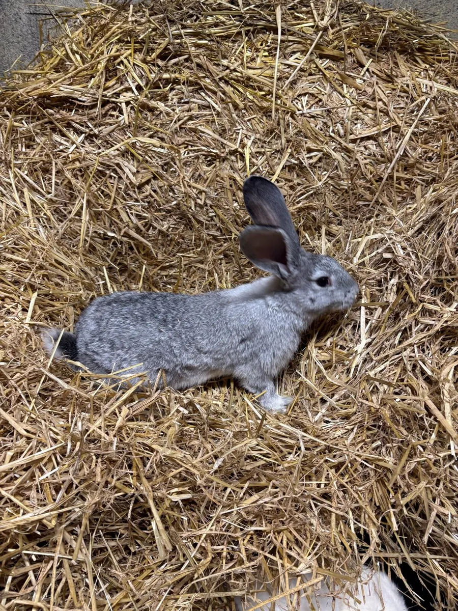 Giant Flemish rabbits male and female - Image 1