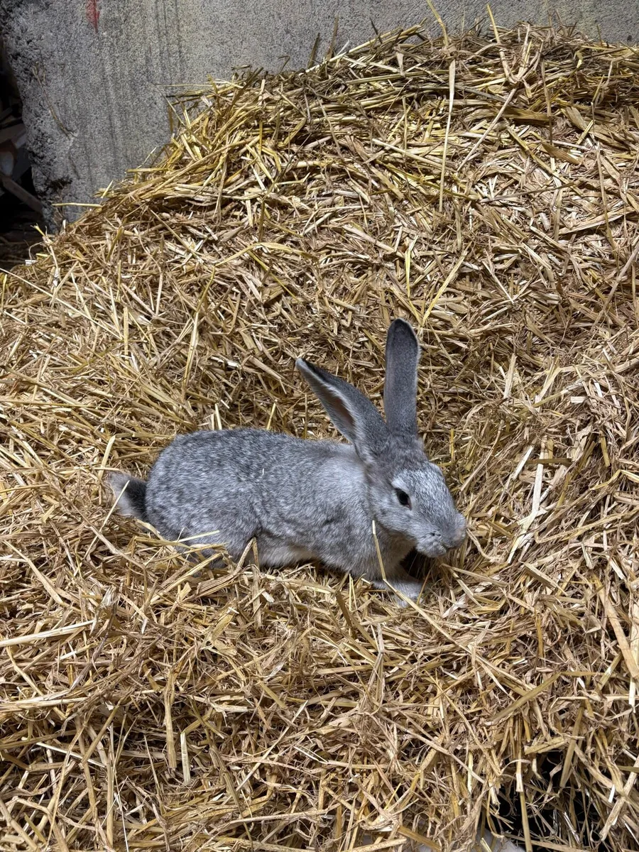 Giant Flemish rabbits male and female - Image 2