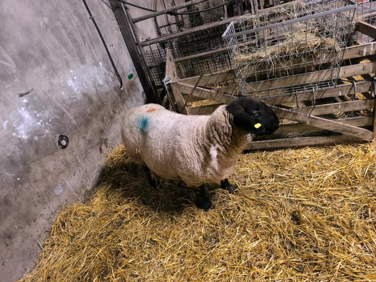 Foster Ewe with milk - Image 2