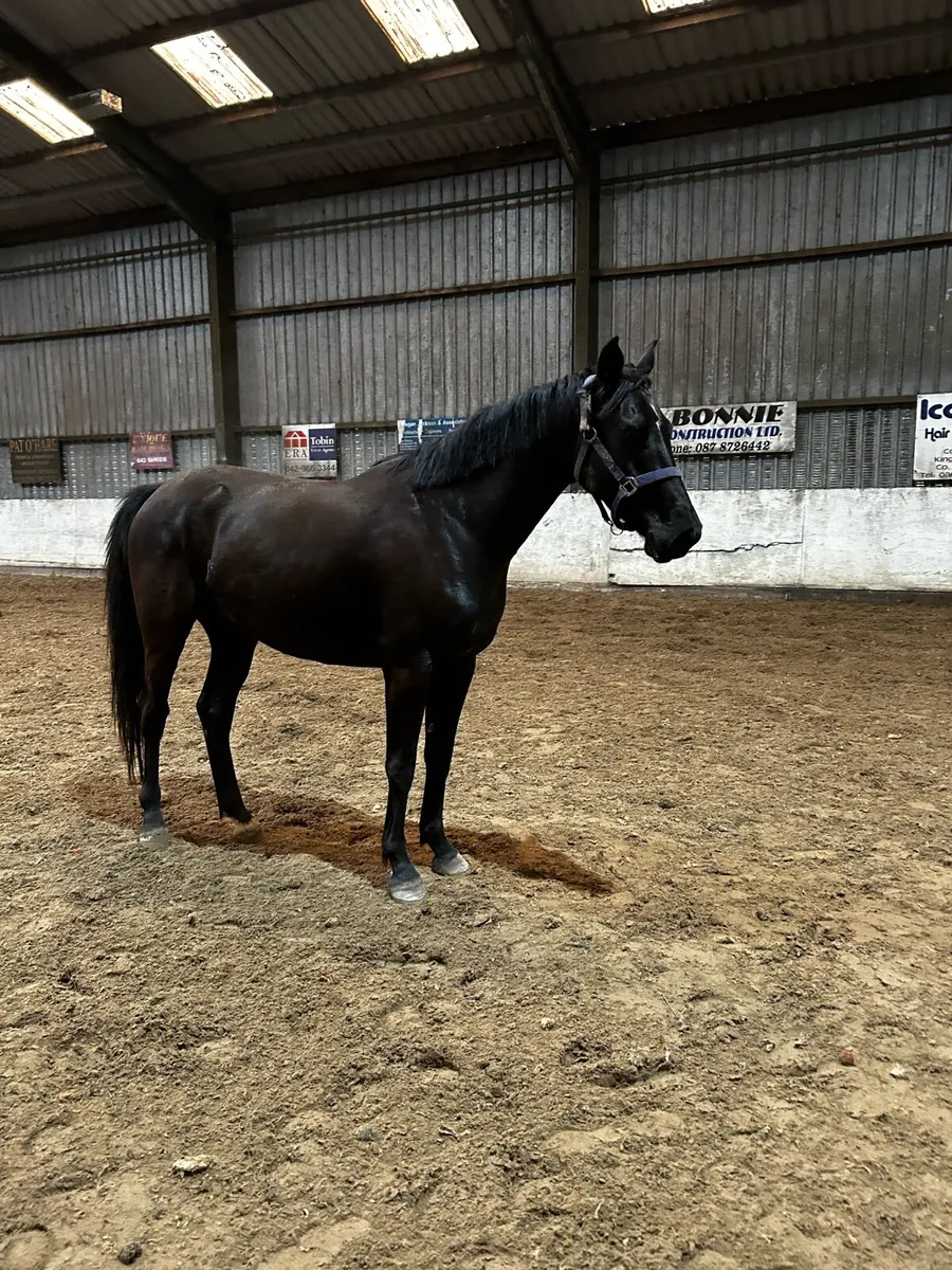 4 year old Cormint - Image 1