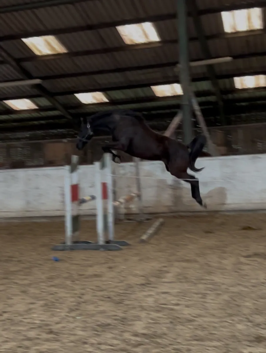 4 year old Cormint - Image 2