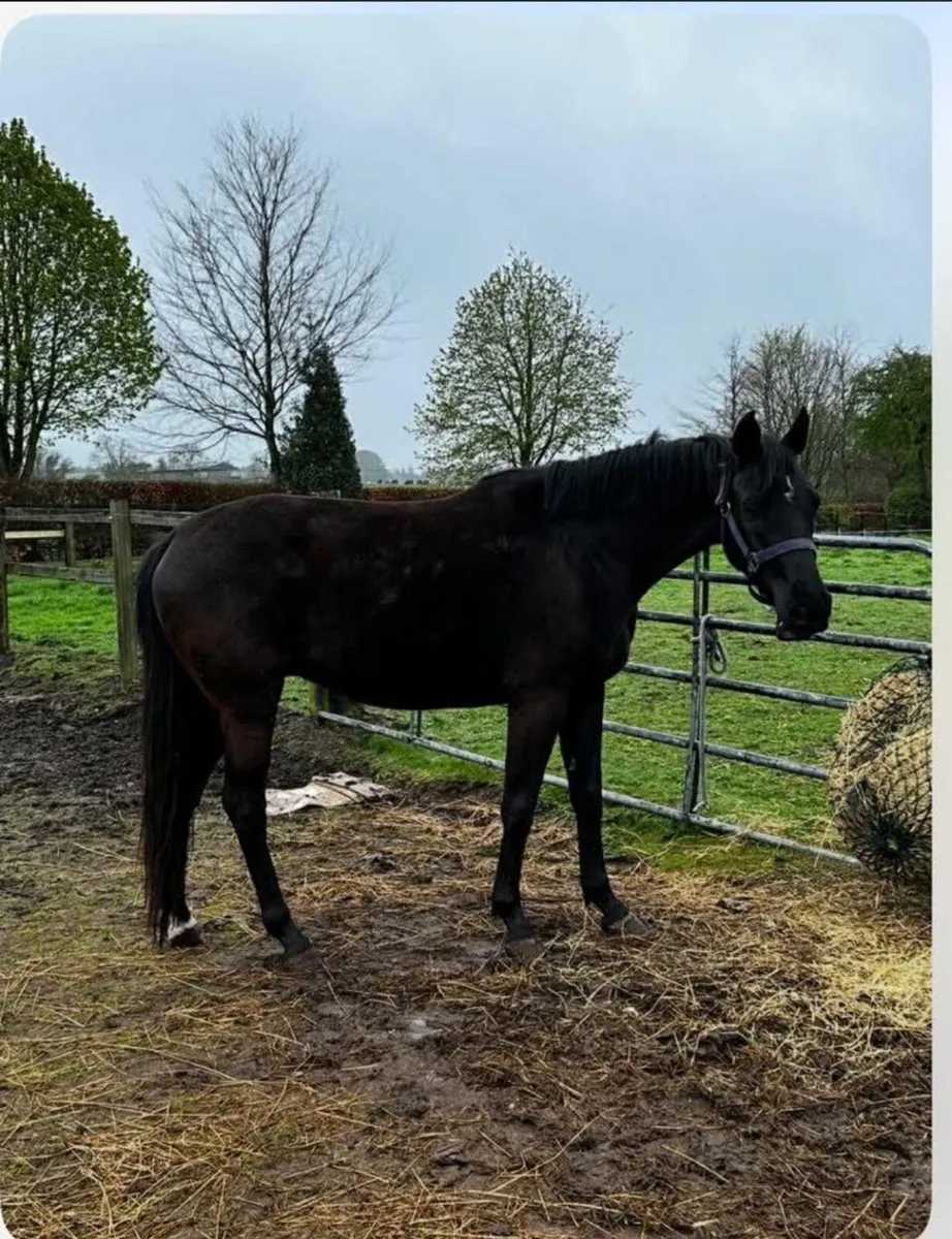 4 year old Cormint - Image 3