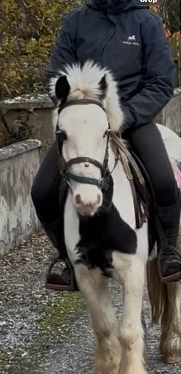 VERY QUIET YOUNG GELDING 😍 - Image 1