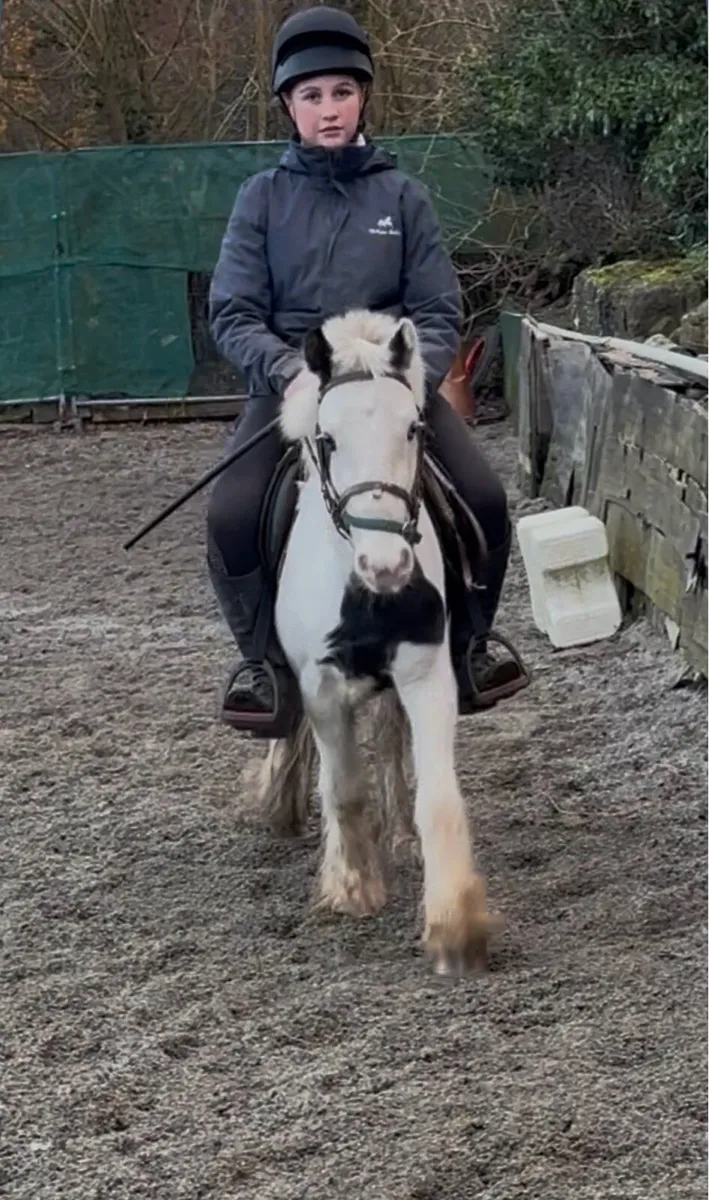VERY QUIET YOUNG GELDING 😍 - Image 4