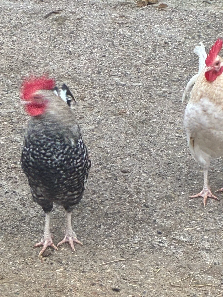 Roosters - Image 2