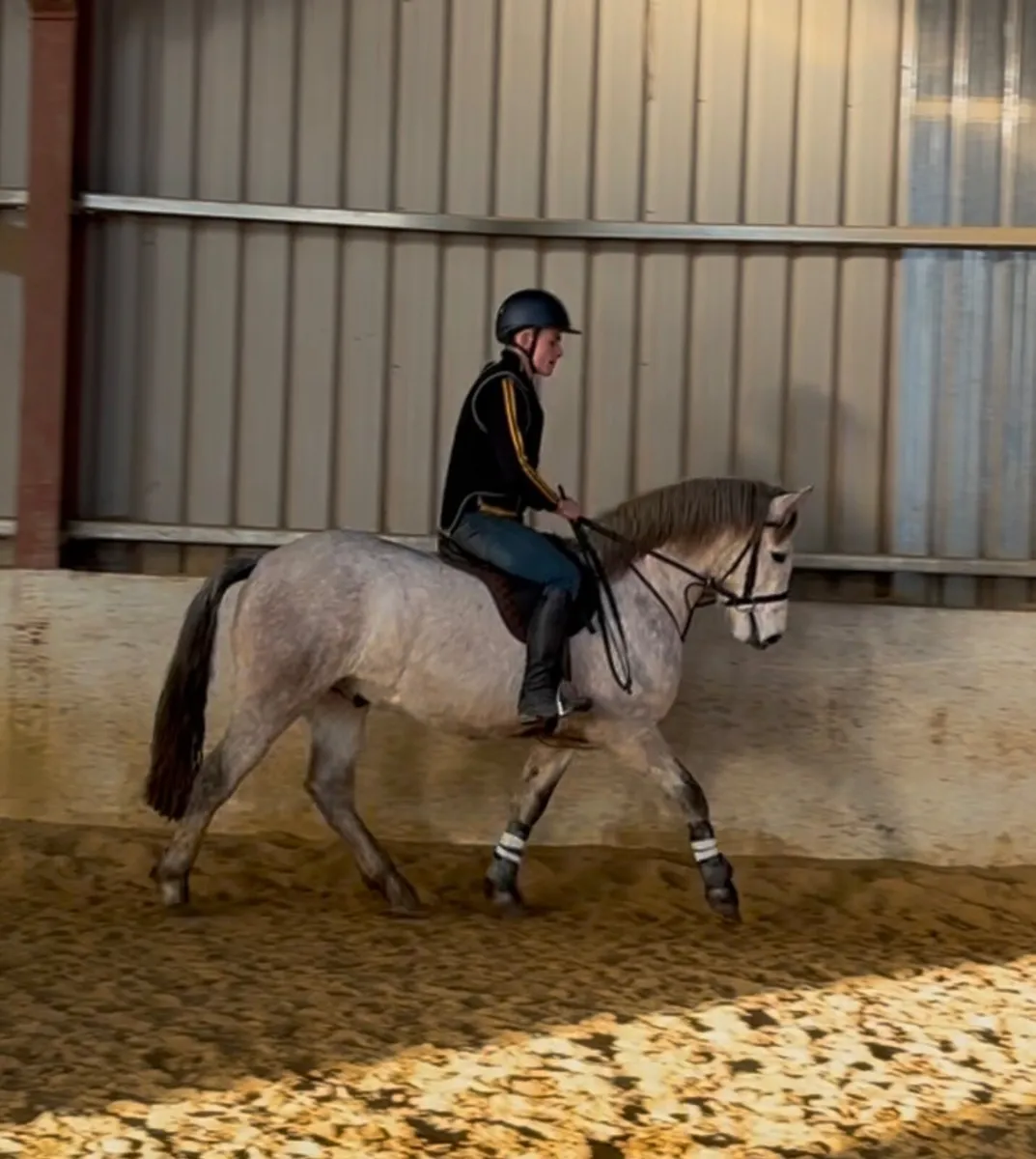 Rising 3 Y/O Connemara Gelding - Image 1